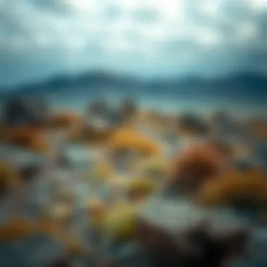 Magnificent Exploring the Premium Mod Application Landscape