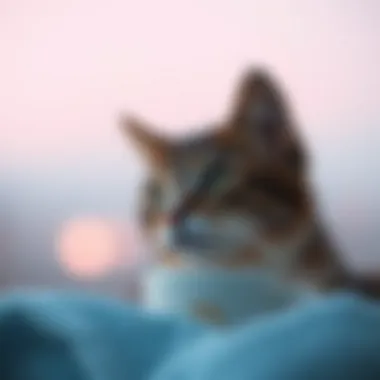 Notable Exploring Catcup APK: A Comprehensive Guide Notable Exploring Catcup APK: A Comprehensive Guide